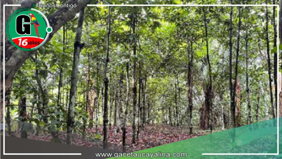 En Madre de Dios se destinarán más de 16 millones de soles para la recuperación de ecosistemas forestales degradados