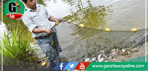 Alcalde de Sepahua coordina acompañamiento técnico para piscicultores del distrito