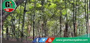 En Madre de Dios se destinarán más de 16 millones de soles para la recuperación de ecosistemas forestales degradados