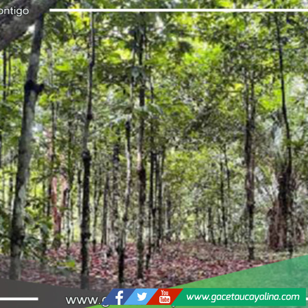 En Madre de Dios se destinarán más de 16 millones de soles para la recuperación de ecosistemas forestales degradados