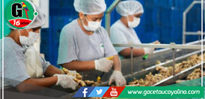 Junín: el Ministerio de Agricultura y Riego está promoviendo proyectos comerciales de kion en apoyo a 293 familias