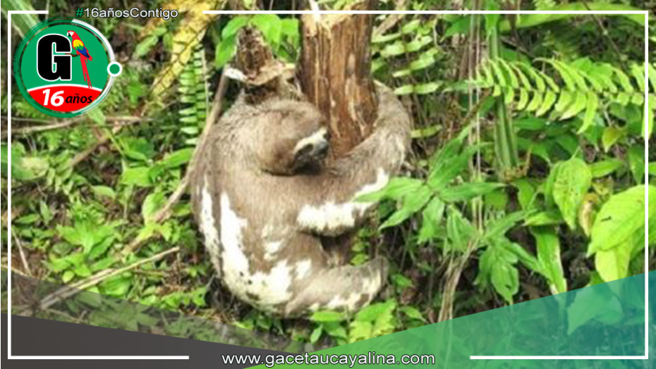 Especies Amenazadas en San Martín: Un Rol Vital para el Área de Conservación Regional Cordillera Escalera