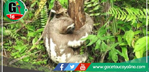 Especies Amenazadas en San Martín: Un Rol Vital para el Área de Conservación Regional Cordillera Escalera