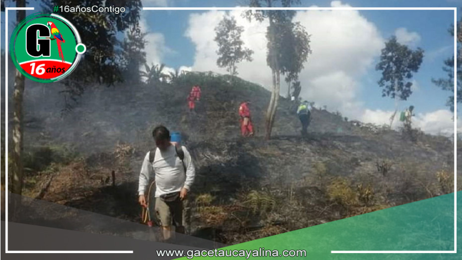 Desastre en Villa Rica: Incendio forestal consume 5 hectáreas de café y pinos en Pasco