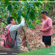 Productores de Campo Verde Reciben Apoyo del Proyecto Cacao para Mejorar sus Prácticas Agrícolas