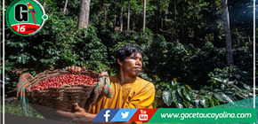 Producción sin deforestación en la Amazonía peruana: 1.3 millones de hectáreas para café y cacao sostenibles