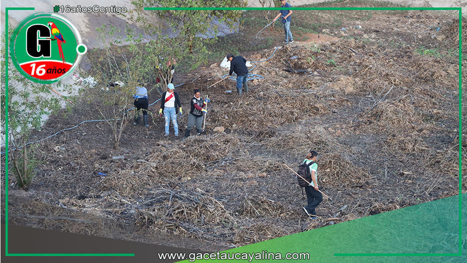 Se recolecta 150 t de residuos de las orillas de la laguna de yarinacocha con participación de servidores de la MDY