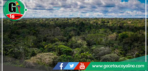 Evaluación y Coordinación del SNCVFFS para Combatir Actividades Ilícitas en Bosques