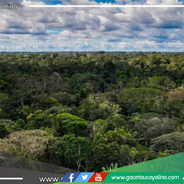 Evaluación y Coordinación del SNCVFFS para Combatir Actividades Ilícitas en Bosques
