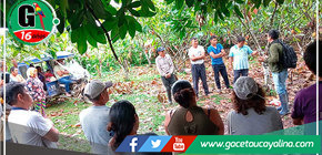 Municipalidad de Campo Verde capacita a productores en técnicas de injerto de cacao