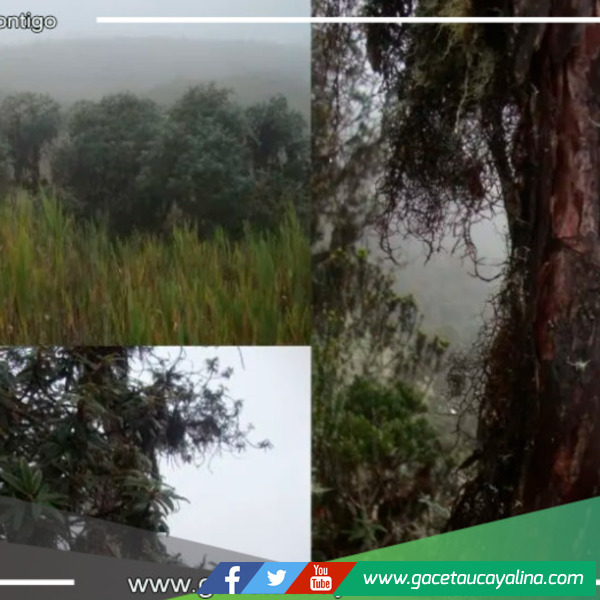 Hallazgo botánico en Junín: Nueva especie de queñua revela la riqueza de los bosques andinos