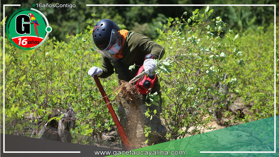 Mininter erradica más de 6000 hectáreas de coca ilegal en 2024