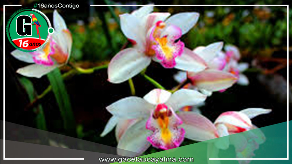 "Floración Exuberante: Orquídeas Encantan en Tarapoto"