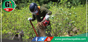 Mininter erradica más de 6000 hectáreas de coca ilegal en 2024