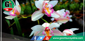 "Floración Exuberante: Orquídeas Encantan en Tarapoto"