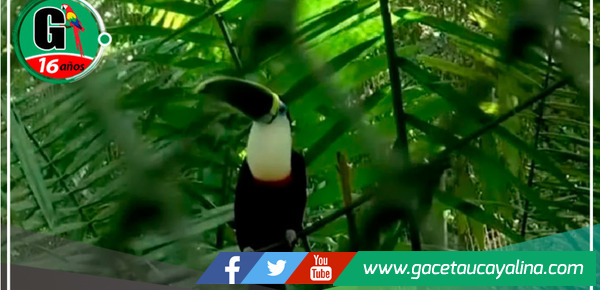 Nuestra Tierra te invita a explorar el Centro de Rescate Urku y descubrir los animales que habitan allí bajo cuidado y protección