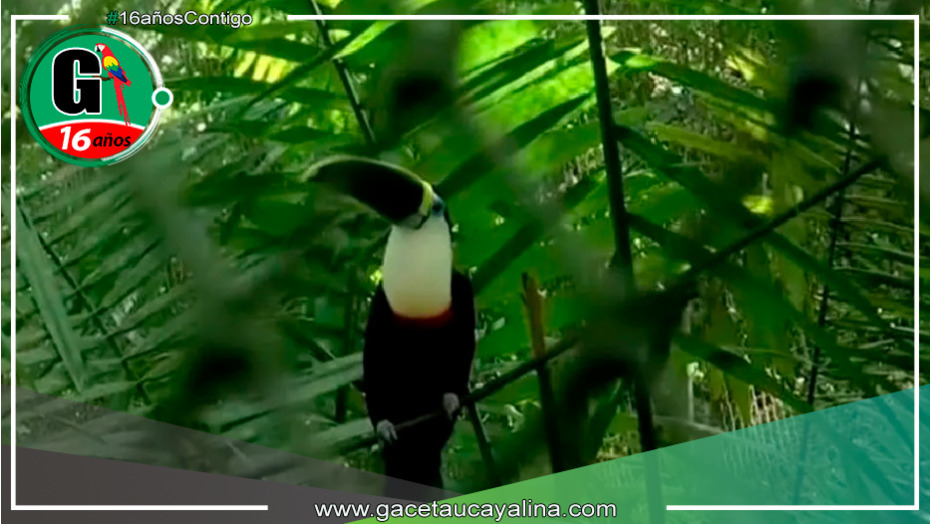 Nuestra Tierra te invita a explorar el Centro de Rescate Urku y descubrir los animales que habitan allí bajo cuidado y protección