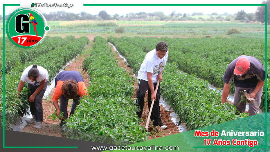 Sector Agricultura podría llegara a 4% de crecimiento en el 2024