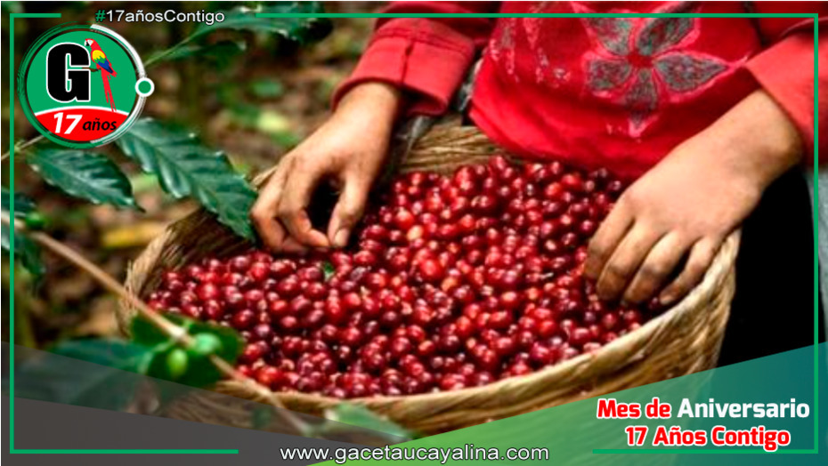 120,000 Productores de Café y Cacao Beneficiados con Proyecto Sostenible en la Amazonía Peruana