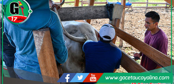 Sepahua Impulsa la Ganadería con Avanzada Técnica de Inseminación Artificial