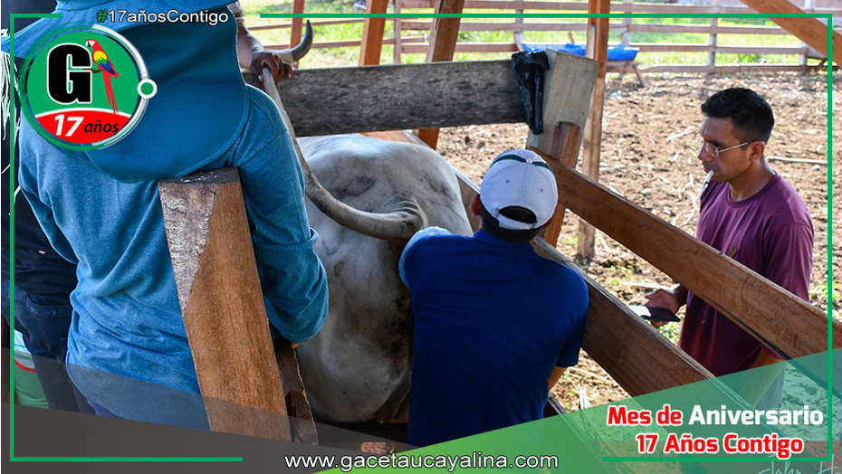 Sepahua Impulsa la Ganadería con Avanzada Técnica de Inseminación Artificial