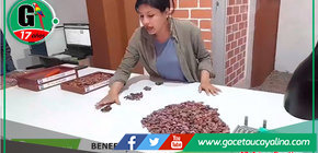 Pasantía en Satipo Mejora Capacidades de Productores Cacaoteros de Campo Verde