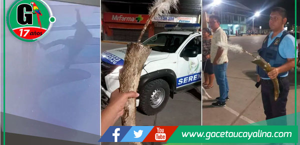 Joven destruye escultura de dinosaurio en Bagua y pide perdón al alcalde 