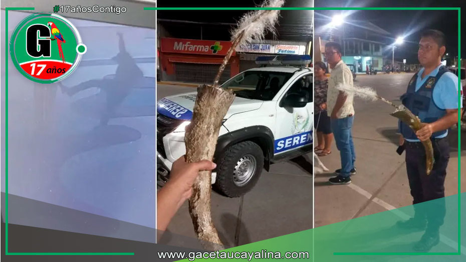 Joven destruye escultura de dinosaurio en Bagua y pide perdón al alcalde