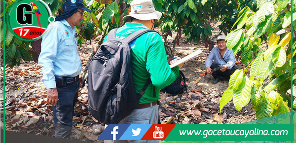 DEVIDA supervisa avances en la cadena productiva del cacao en Campo Verde