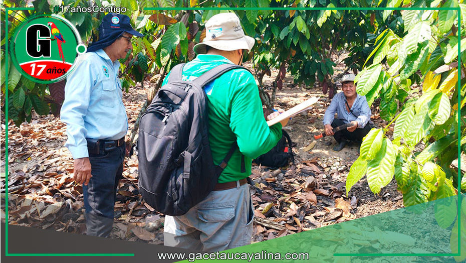 DEVIDA supervisa avances en la cadena productiva del cacao en Campo Verde