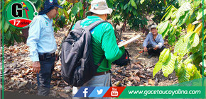 DEVIDA supervisa avances en la cadena productiva del cacao en Campo Verde