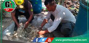 Capacitan a productores de cacao en Campo Verde, en técnicas orgánicas en jornada de campo