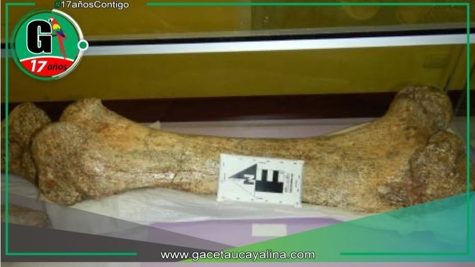 Hallan restos fósiles de mastodonte en región Junín