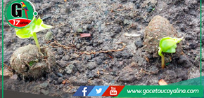 Minan implementará técnica innovadora de "ecosemillas" para restaurar zonas dañadas por incendios