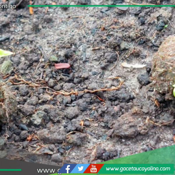 Minan implementará técnica innovadora de "ecosemillas" para restaurar zonas dañadas por incendios