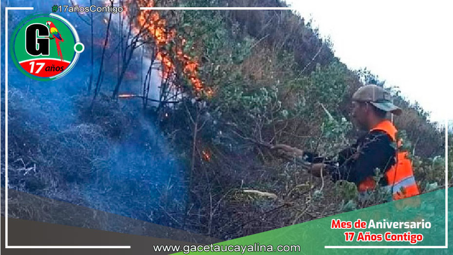 Más de 100 hectáreas de pino y eucalipto arrasadas