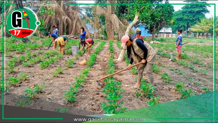 Proyecto de Cultivo de Maní en Tahuania.