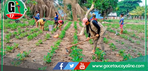 Proyecto de Cultivo de Maní en Tahuania.