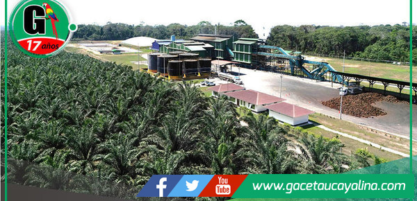 Ocho sur no tiene ningún proyecto de Palma Aceitera en CC. San Francisco