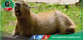 "Qué nivel capibara": Reflexión sobre la percepción errónea de la fauna silvestre