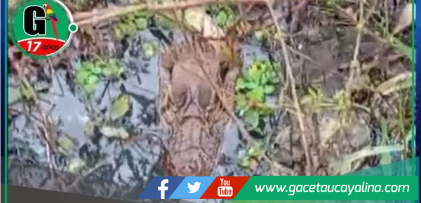 Vecinos de La Hoyada en alerta por la aparición de reptiles en descampado