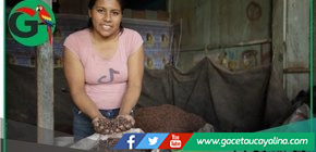 San Martín promueve el cacao regional para ingresar al mercado argentino.