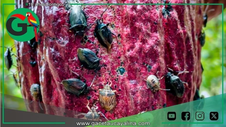 Investigadores descubren hongo amazónico que elimina plaga del cacao