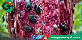 Investigadores descubren hongo amazónico que elimina plaga del cacao
