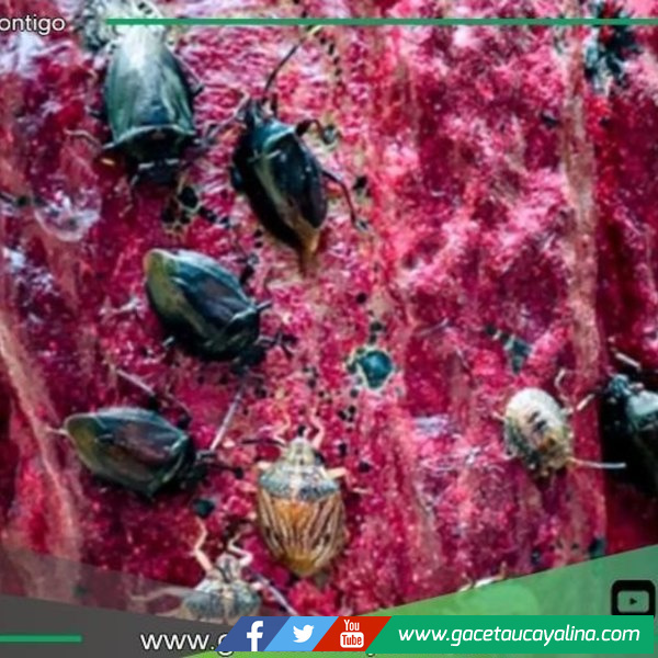 Investigadores descubren hongo amazónico que elimina plaga del cacao