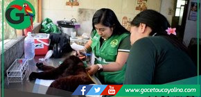 Autoridades refuerzan control ante tráfico ilegal de animales silvestres