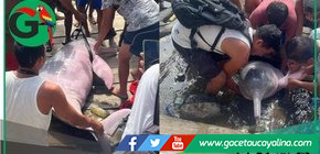 Delfín rosado en peligro de extinción es liberado en el río Itaya.