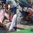 Delfín rosado en peligro de extinción es liberado en el río Itaya.