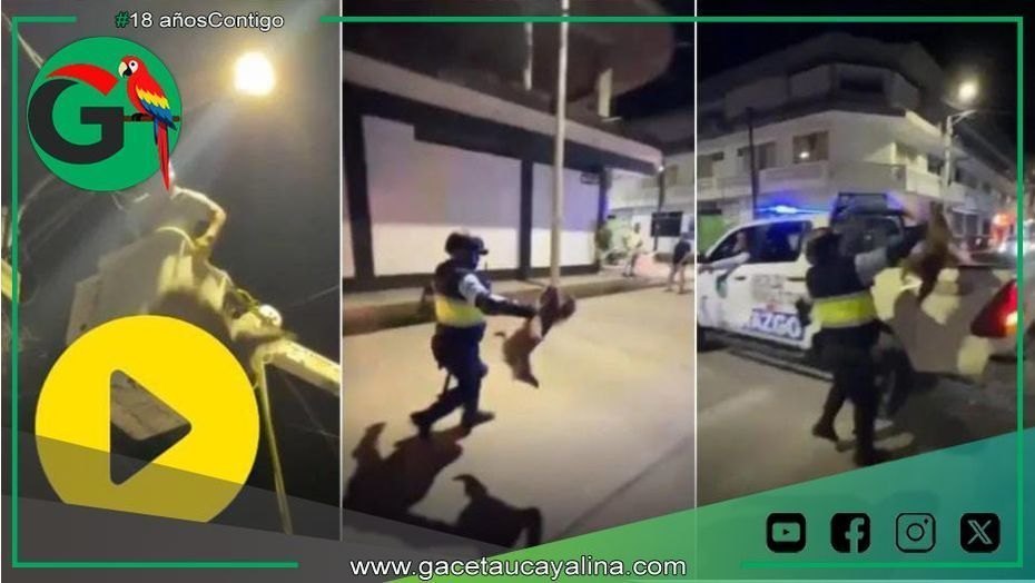 Oso perezoso es arrojado desde siete metros en Tocache, San Martín