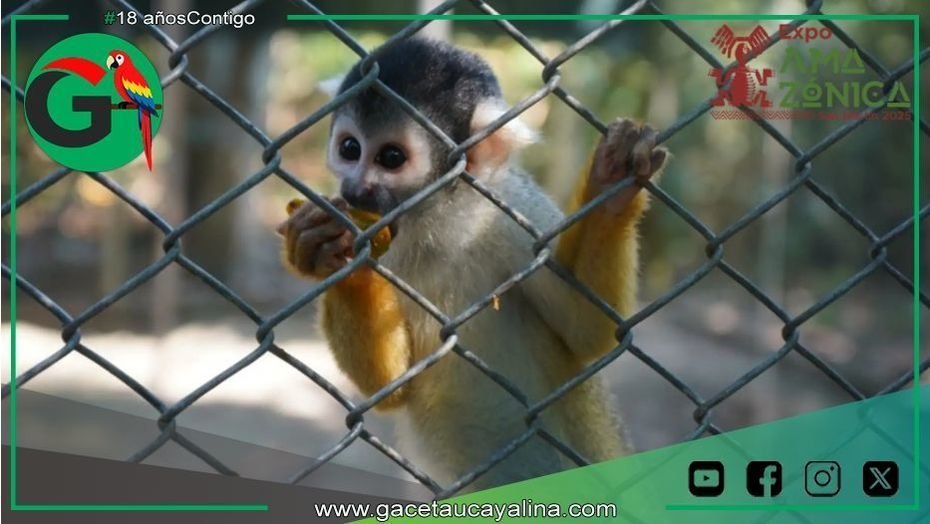Centros de rescate salvan fauna silvestre en Madre de Dios